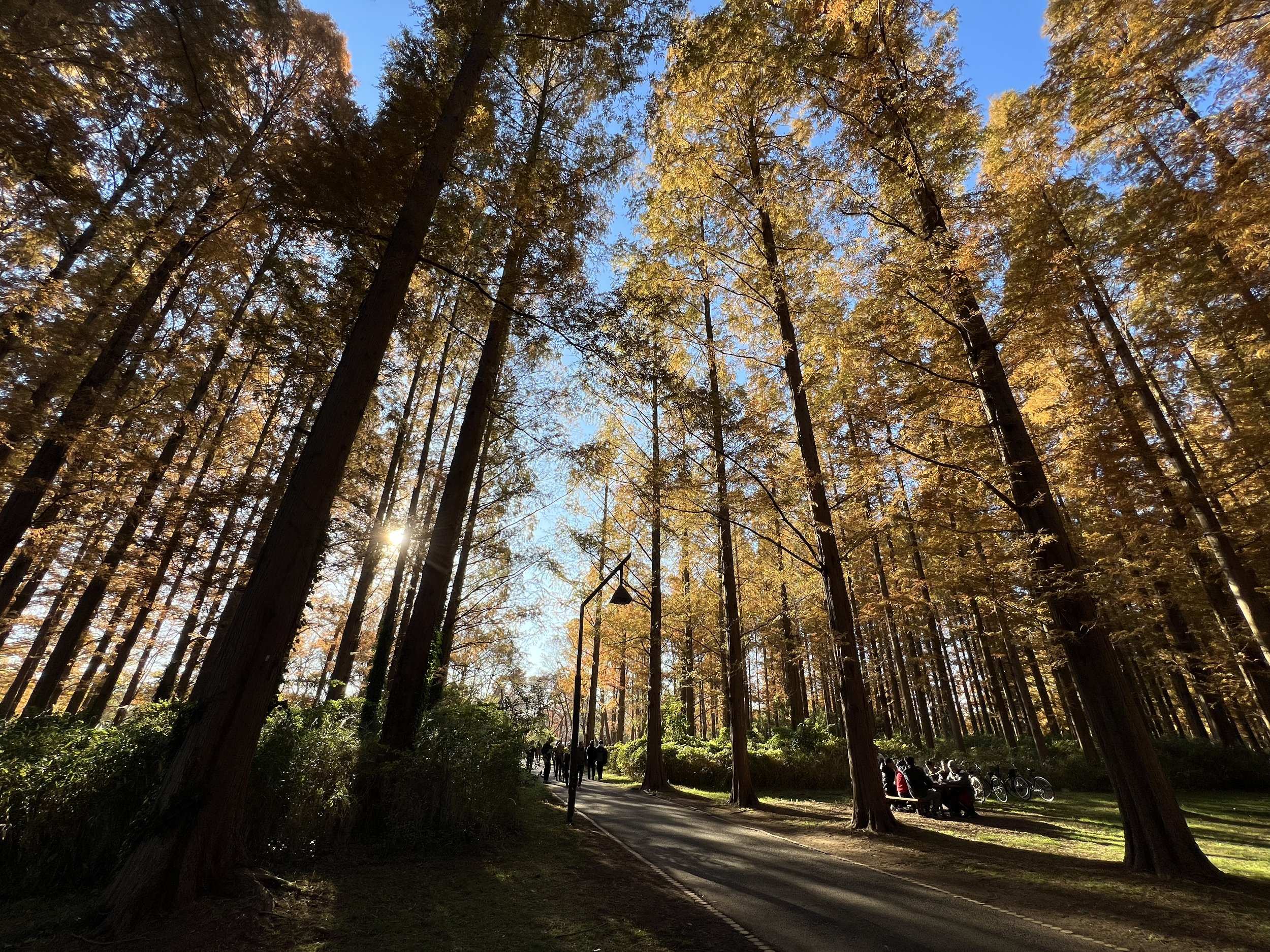 🌳 미즈모토 공원 (Mizumoto Park) 이미지 5